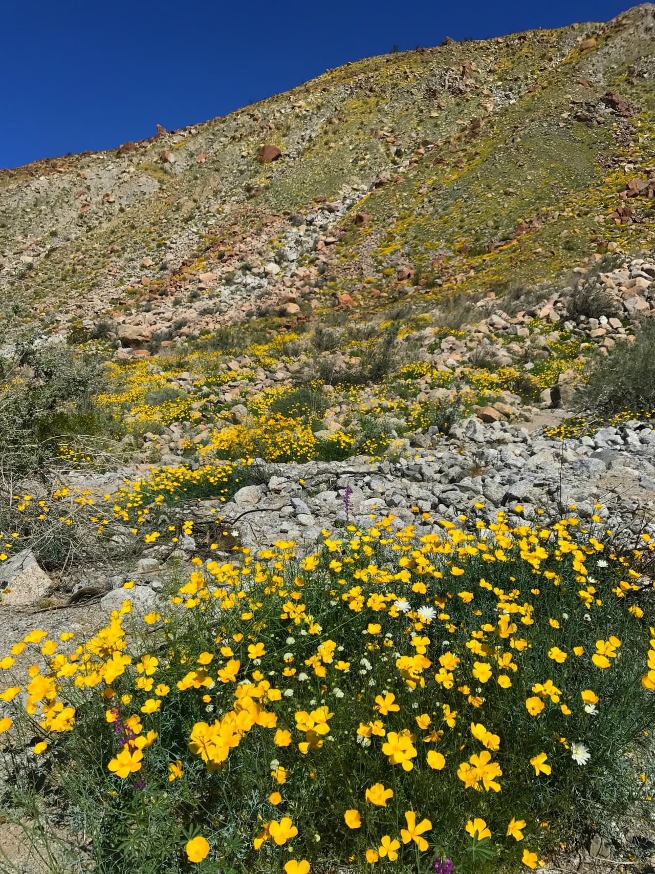 El ‘superbloom’ de este año ha inspirado a visitantes de otros estados a viajar a California para visitar los parques como Anza-Borrego.