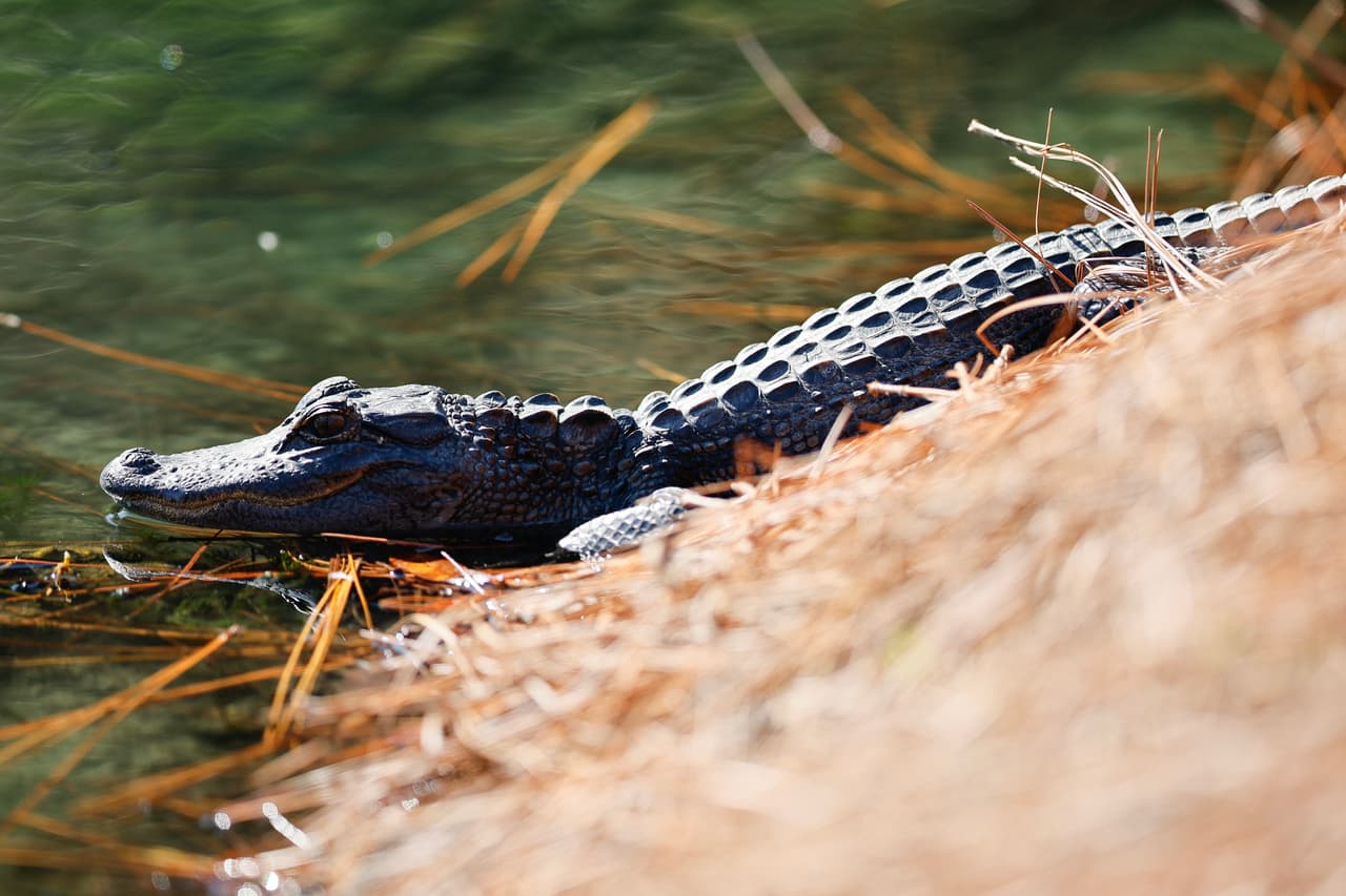 <h2 class="cms-H2-H2">El lago Poinsett</h2>
<br>Es un sitio donde viven muchos caimanes, incluso no es posible remar en la época de apareamiento, ocupa el primer lugar en la caza de estos reptiles.