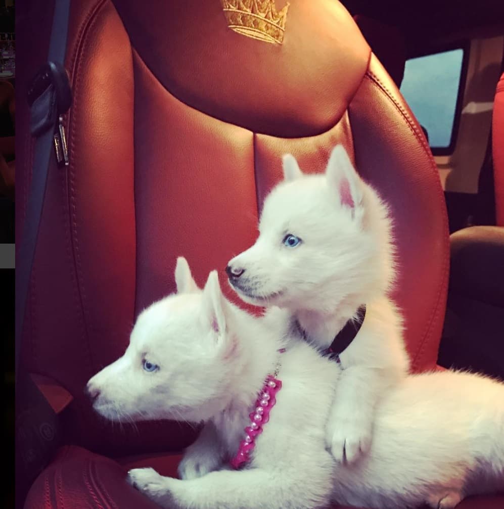 Mientras consigue a la mujer de sus sueños, Maluma ya tiene dos bebés perrunos de nombre Bonnie y Clyde.