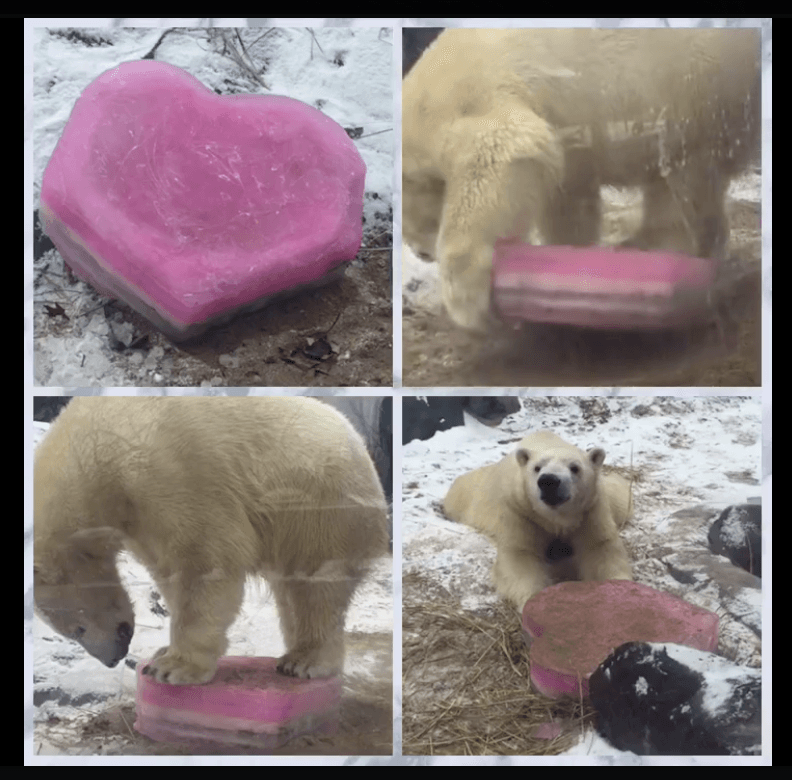 ¿Quién dijo que los osos no celebran San Valentín?