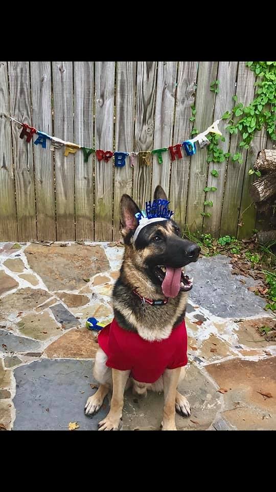 Entorno a los perros también se han escrito algunos chistes blancos, como aquel que dice: “¿por qué el perro mueve la cola?, pues ni modo que la cola mueva al perro” y es que cuando el perro mueve la cola está demostrando muchos sentimientos hacia sus seres queridos como el agradecimiento y la felicidad, porque los perros no guardan rencores, solo errar es de humanos, mientras que perdonar es de perros. 
<br>