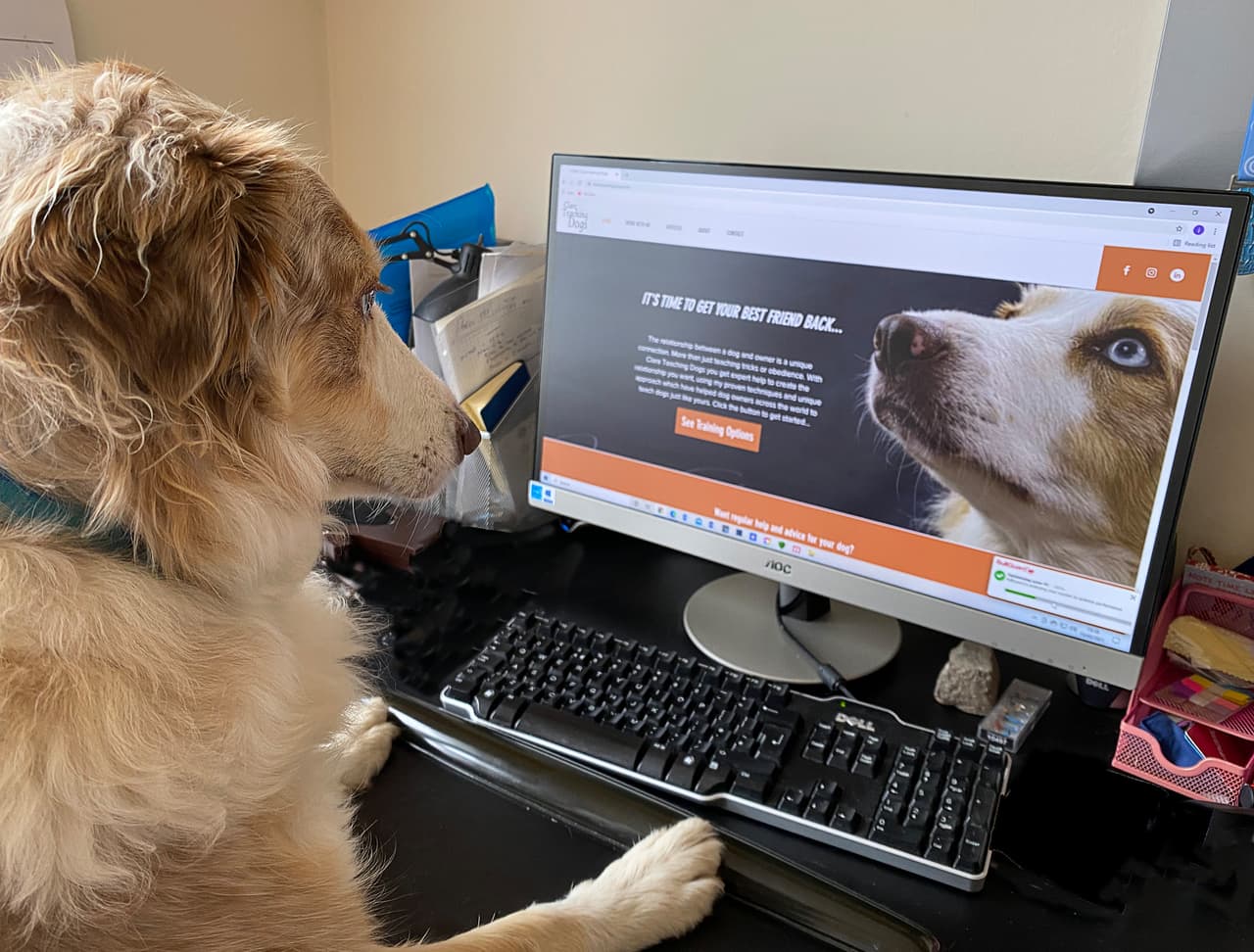 <b>‘Escuela en casa’</b>
<br>
<br>“Ollie, muy centrado en qué más puede aprender, aunque está comprometido con el desarrollo personal, aún no domina el uso del mouse”, explica el autor. 
<br>
<br>Los ganadores se anunciarán en noviembre y el primer premio recibirá 2,700 dólares en efectivo.
<br>