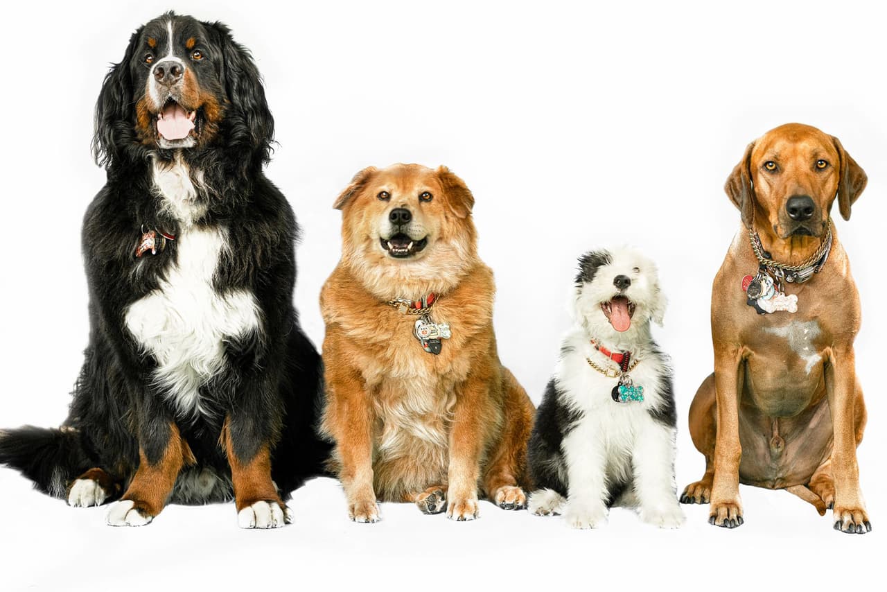 Aquí están nuestro invitados frecuentes del segmento de mascotas de "El News Café". Son Apollo, Zeus, Odin y Thor, son mascotas de compañía y hacen una labor muy especial.