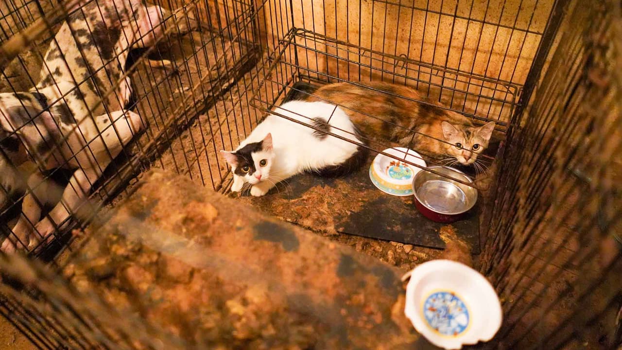 Muchos de los animales están enfermos y presentan problemas en la piel.