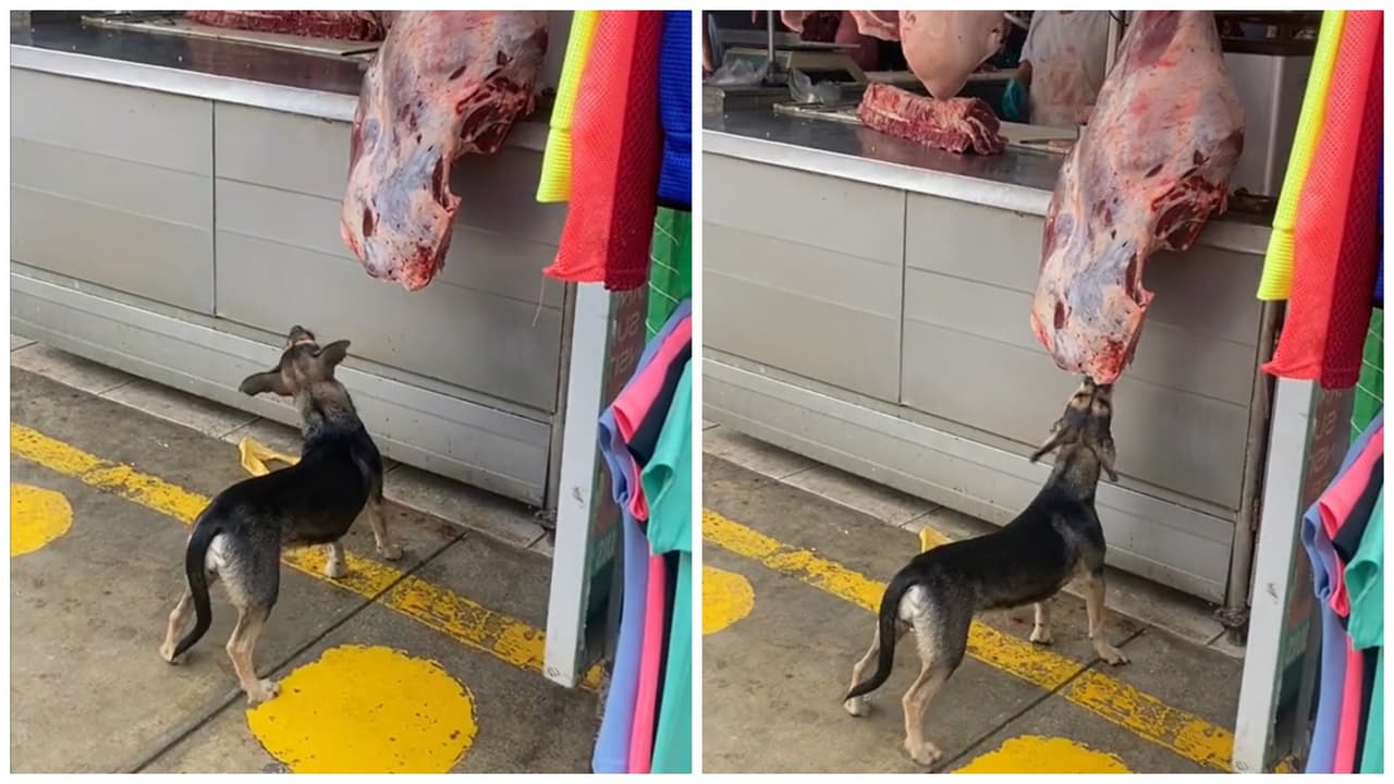 Perrito ladrón "asalta" carnicería y nadie se da cuenta: su "crímen perfecto" se hace viral