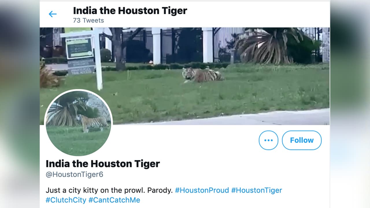 Mientras tanto en Twitter se habilitó una cuenta bajo en el nombre el
<b><a href="https://twitter.com/HoustonTiger6" target="_blank">India el tigre de Houston</a></b> que se identifica como una cuenta de parodia con publicaciones divertidas sobre el animal que ha llamado la atención mundial.