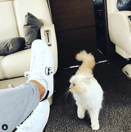 Choupette se volvió la fiel compañera del afamado diseñador, e incluso, también viajaba en el jet privado de Lagerfeld.
<br>