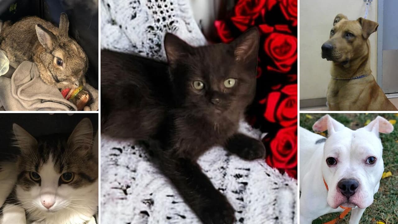 ¿Buscas mascota? Tú puedes salvar animalitos adoptando a los que están en este refugio: te decimos cómo