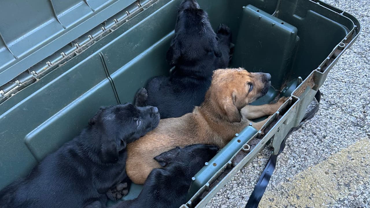 Los perritos fueron abandonados en la I-35 a la altura de 1187. Unas personas que pasaban vieron que el contenedor tenía una grieta y que se asomaba la nariz de uno de los cachorros.