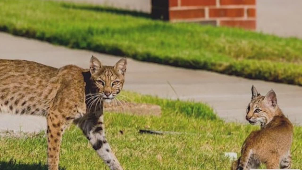 Un supuesto puma es captado en cámara en un vecindario en la ciudad de Rowlett