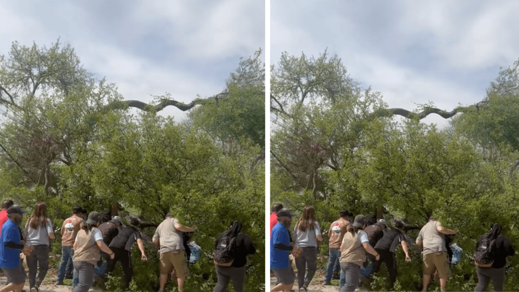 Personas afectadas por caída de árbol podrían demandar al Zoológico de San Antonio