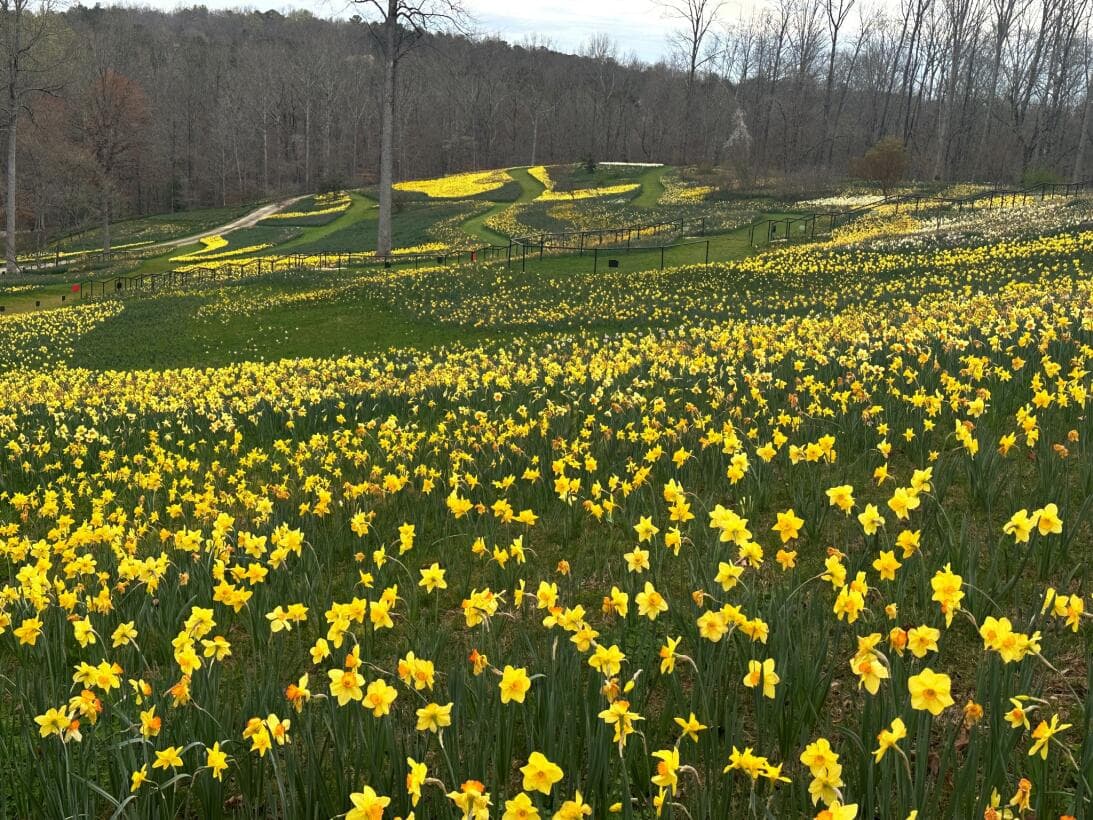 <b>Una flor para una flor</b>. Digamos que mamá tiene gustos tranquilos y es amante de las flores… pues no se hable más y llévala a pasar la tarde a 
<b><a href="https://www.univision.com/local/atlanta-wuvg/mejores-jardines-botanicos-que-podras-visitar-en-georgia-en-2023-fotos">uno de los mejores jardines botánicos del estado</a></b>, donde encontrará un paseo relajado mientras disfruta de las plantitas, colores y olores que tanto ama.