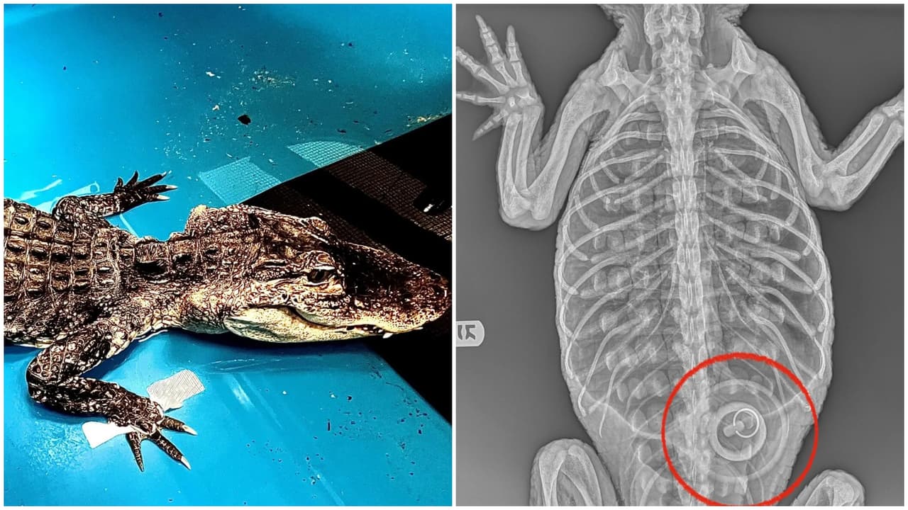 'Godzilla' se había tragado un tapón de una bañera de 4 pulgadas.