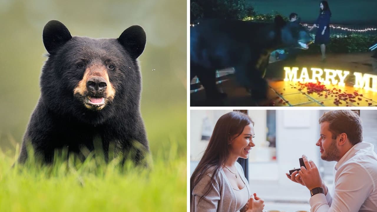 Oso irrumpe en propuesta matrimonial