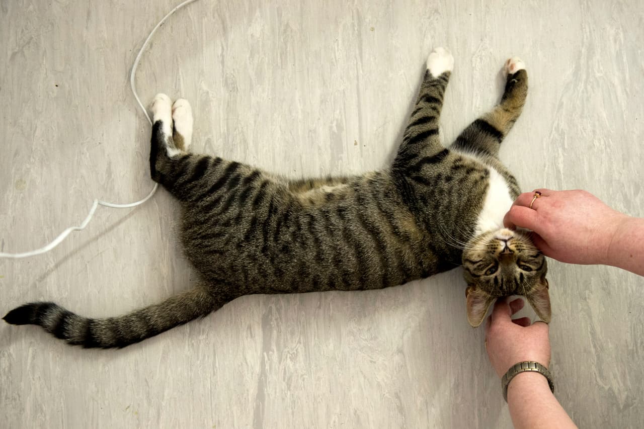 11 de julio en 
<b>Robertson Community Center</b>
<br>3525 Norwood Avenue