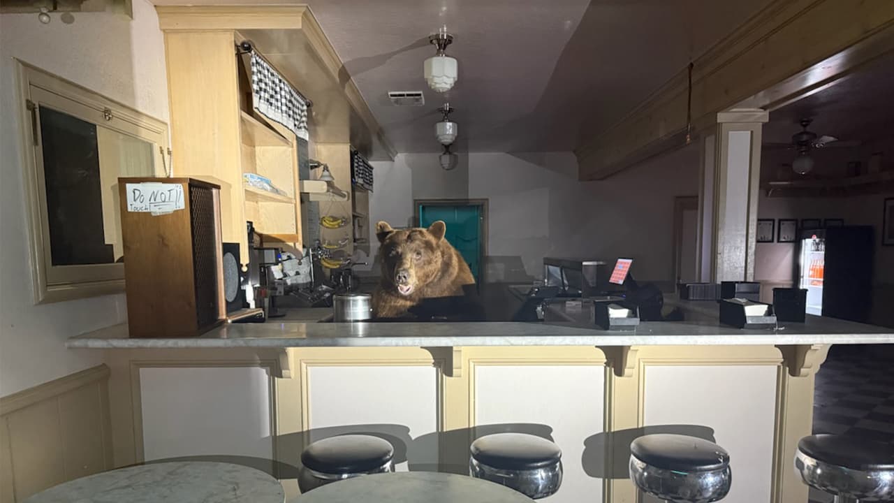 Los oficiales apodaron al oso “Fuzzy”