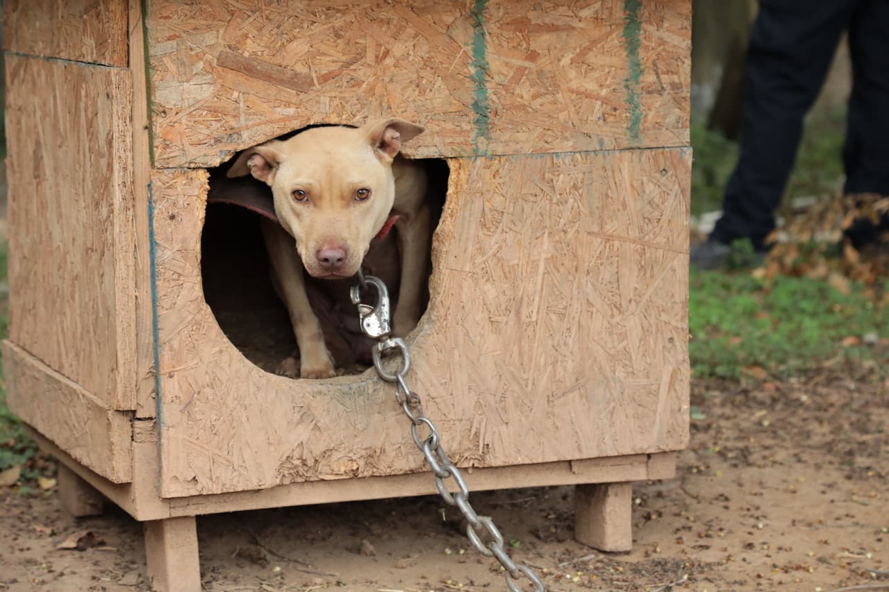 Estos combates que algunos llaman “deporte” duran de una a dos horas y terminan cuando uno de los canes no puede continuar, ya sea porque está gravemente herido o porque ha muerto.