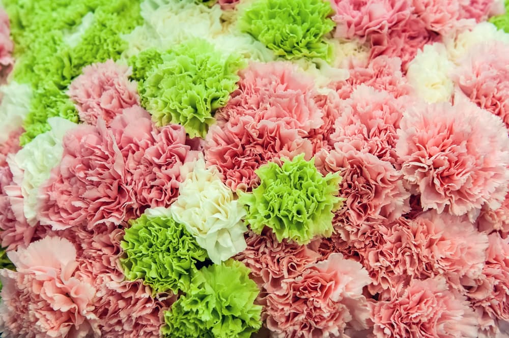 Los verdes simbolizan buena suerte, dinero y abundancia. Pero curiosamente, aunque los blancos son de pureza, está otra superstición de que no hay que regalarlos a todo tipo de artistas antes de una presentación porque le estarías robando la buena suerte. ¡Qué cosas!