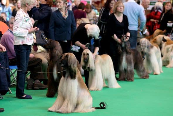 Así lucieron muy formaditos los Afganos para que les hicieran su primera revisión.