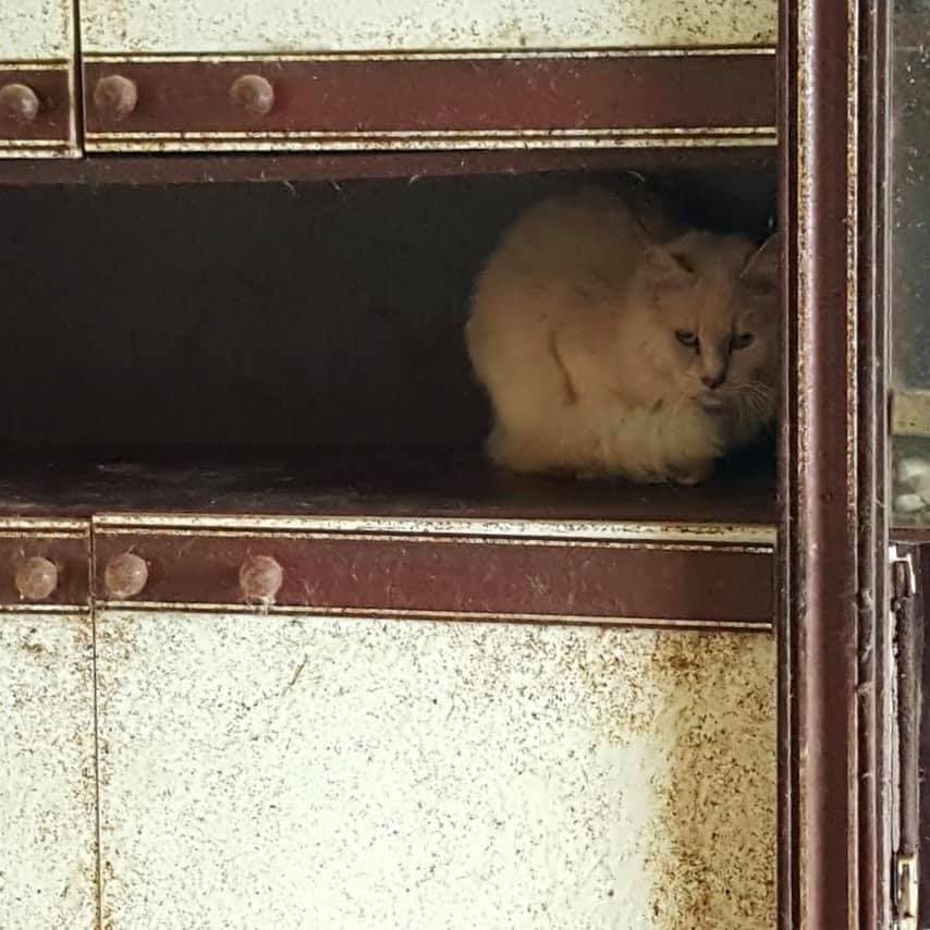 Los felinos buscaban alojo en cualquier área de la casa.