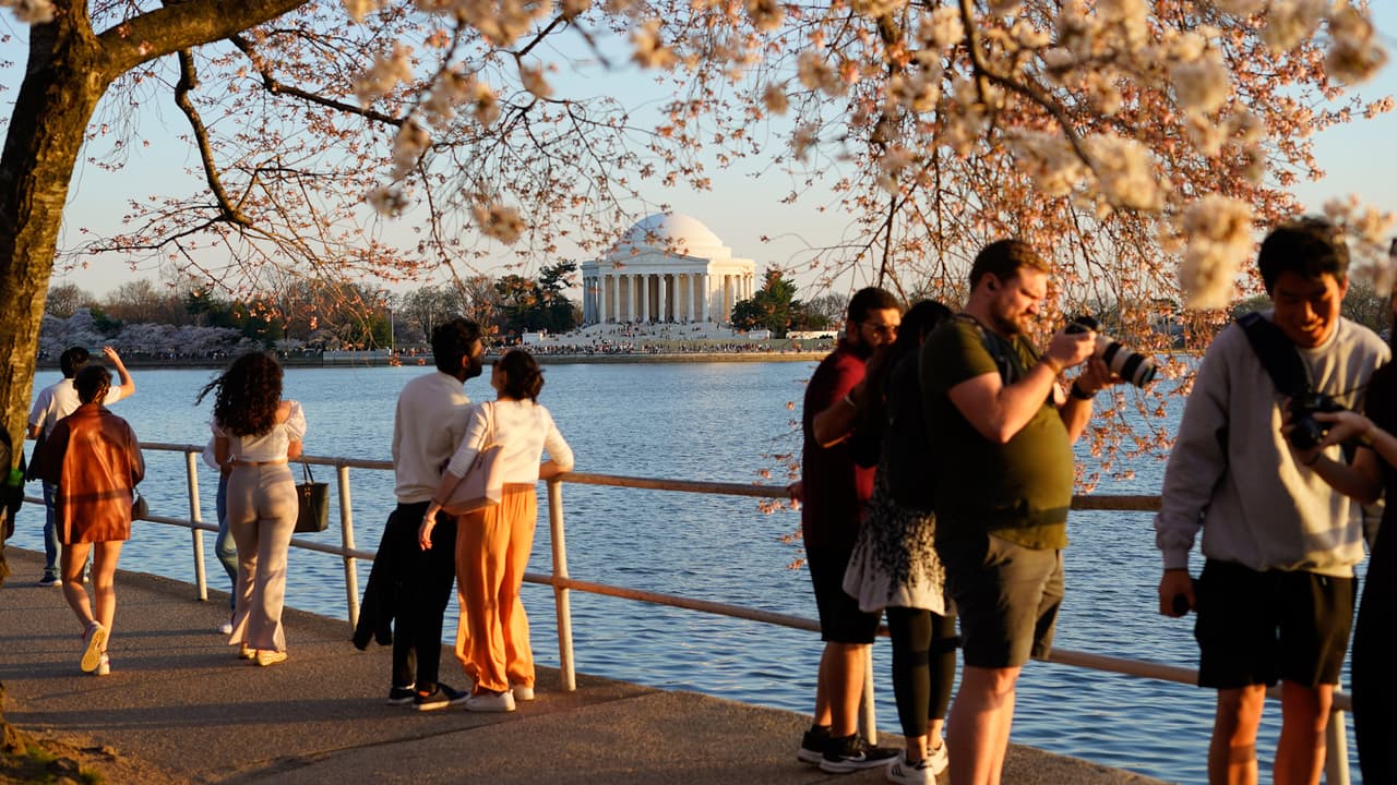 Paso a paso: las 6 etapas de florecimiento de los cherry blossom en Washington DC