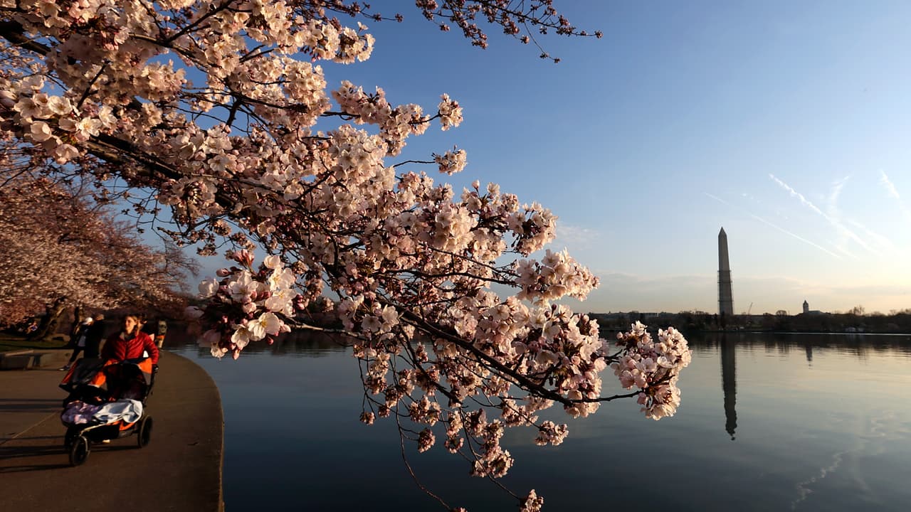 Los cherry blossoms del Tidal Basin en Washington DC llegan a su punto de florecimiento máximo