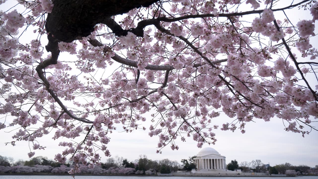 Cherry Blossom: revelan la fecha de máxima floración de los cerezos en DC este 2026