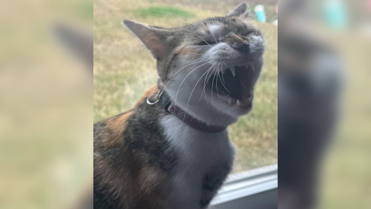 El cuidado de una mascota es importante porque de lo contrario puede traer consecuencias si vives en Texas.