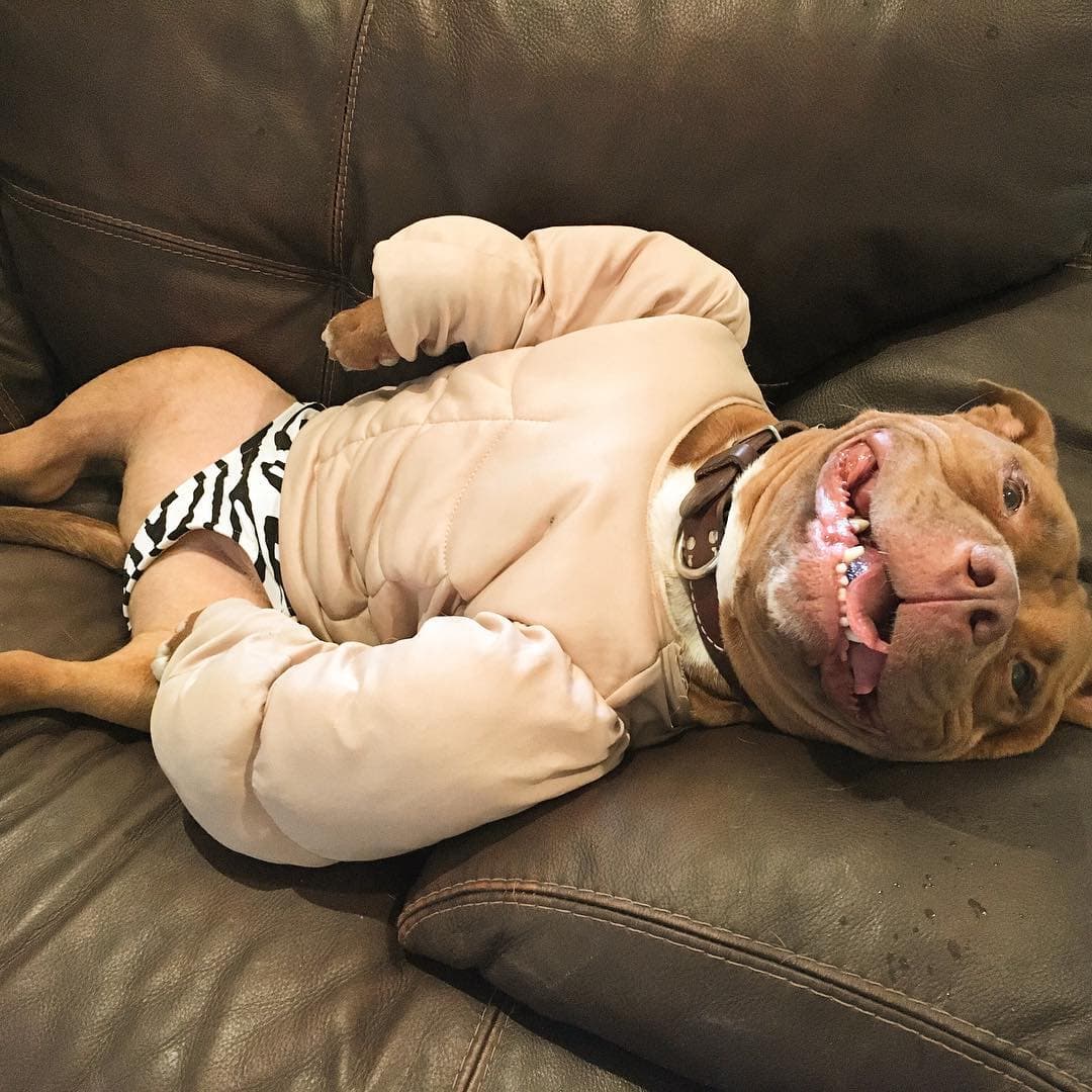 Conoce la historia del perrito Meatball