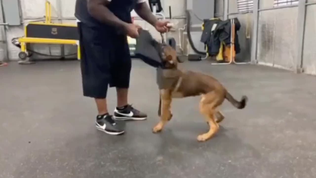 En principio, se ve al perro mordiendo una almohadilla al tiempo que el entrenador le da una orden.