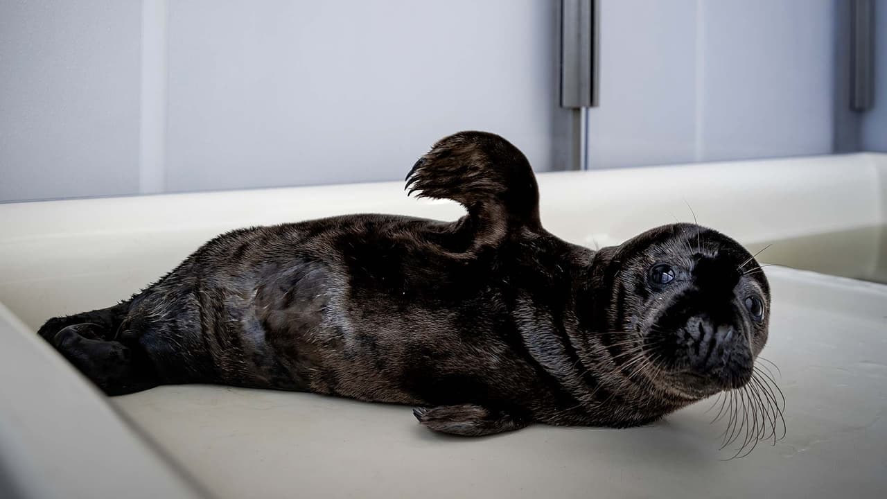 El melanismo se define como el aumento en la cantidad de pigmentación oscura presente en un organismo. Ese aumento eleva los niveles de melanina y da lugar a seres de color oscuro, con piel, plumas, pelo o escamas de color negro. Como en esta foca.