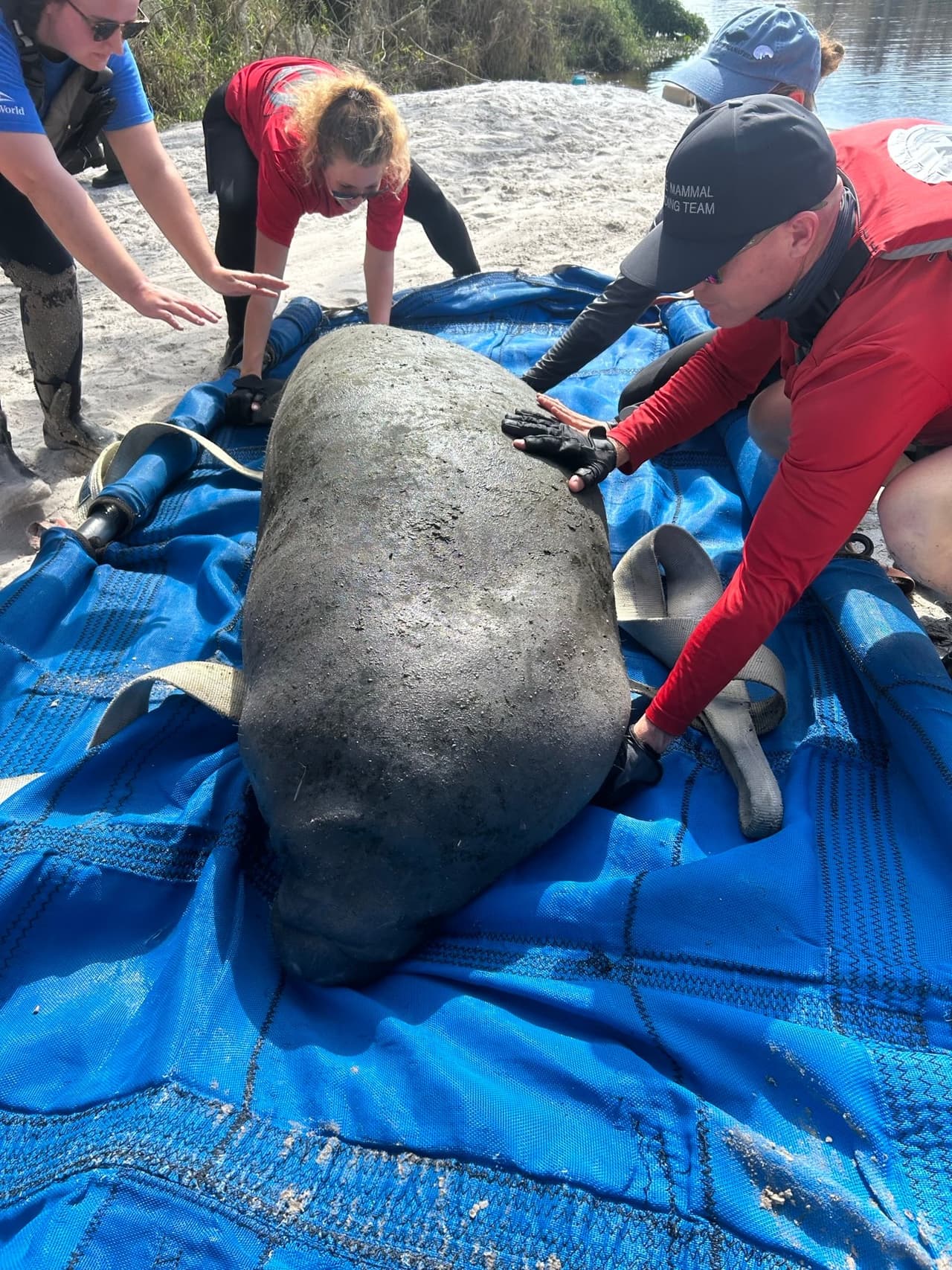 Los manatíes presentaban problemas como estrés por frío, deterioro físico y atrapamiento en zonas no aptas para su supervivencia.