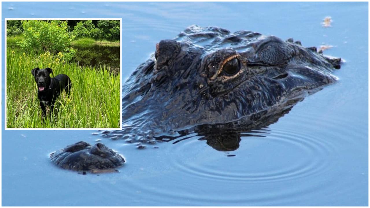 "Un caimán atacó y se comió mi perro como si nada", asegura hombre de Florida