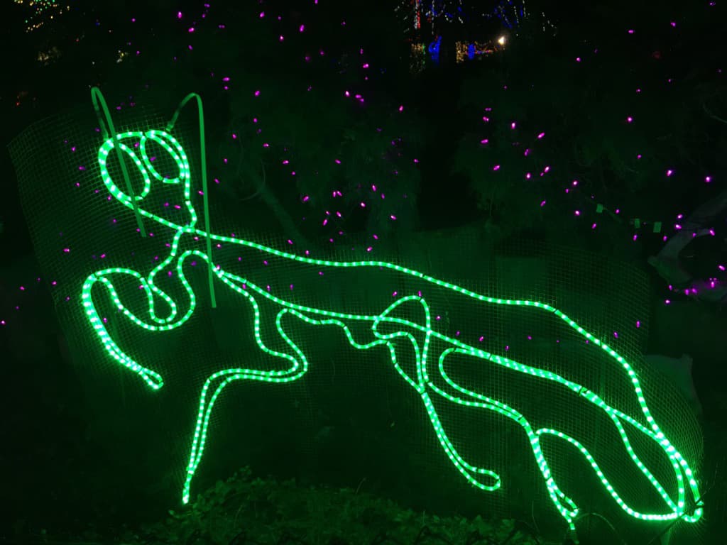 La libelular es parte de la exhibición de animales de luces.