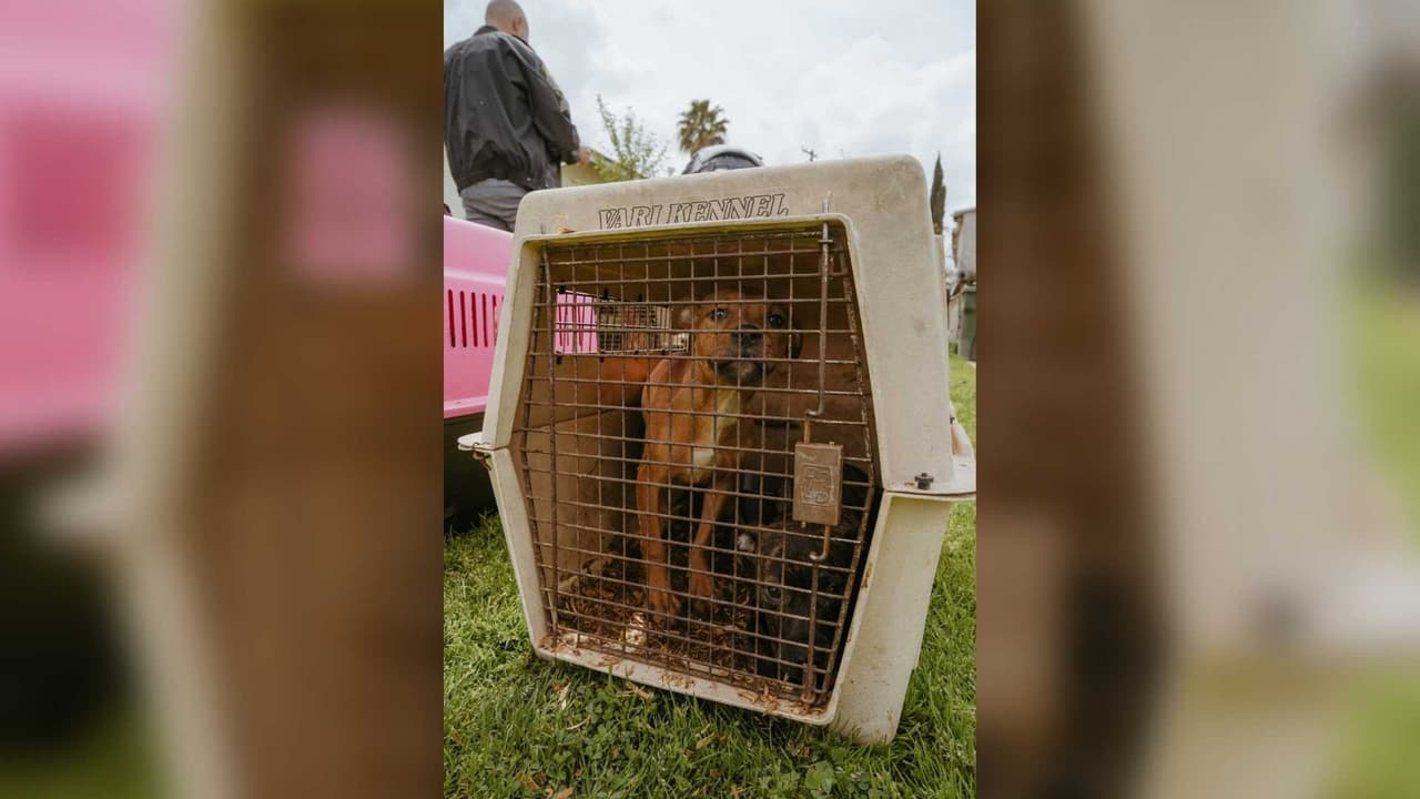 Los perros fueron encontrados en condiciones deplorables e inhumanas, y algunos estaban atados en los patios, lo cual es ilegal en California.