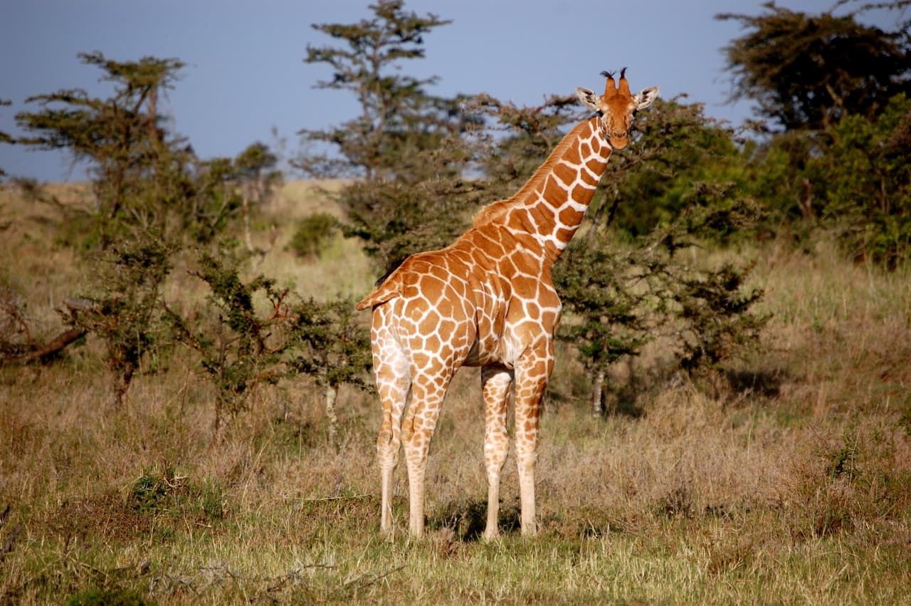 La región de Laikipia, en Kenia.