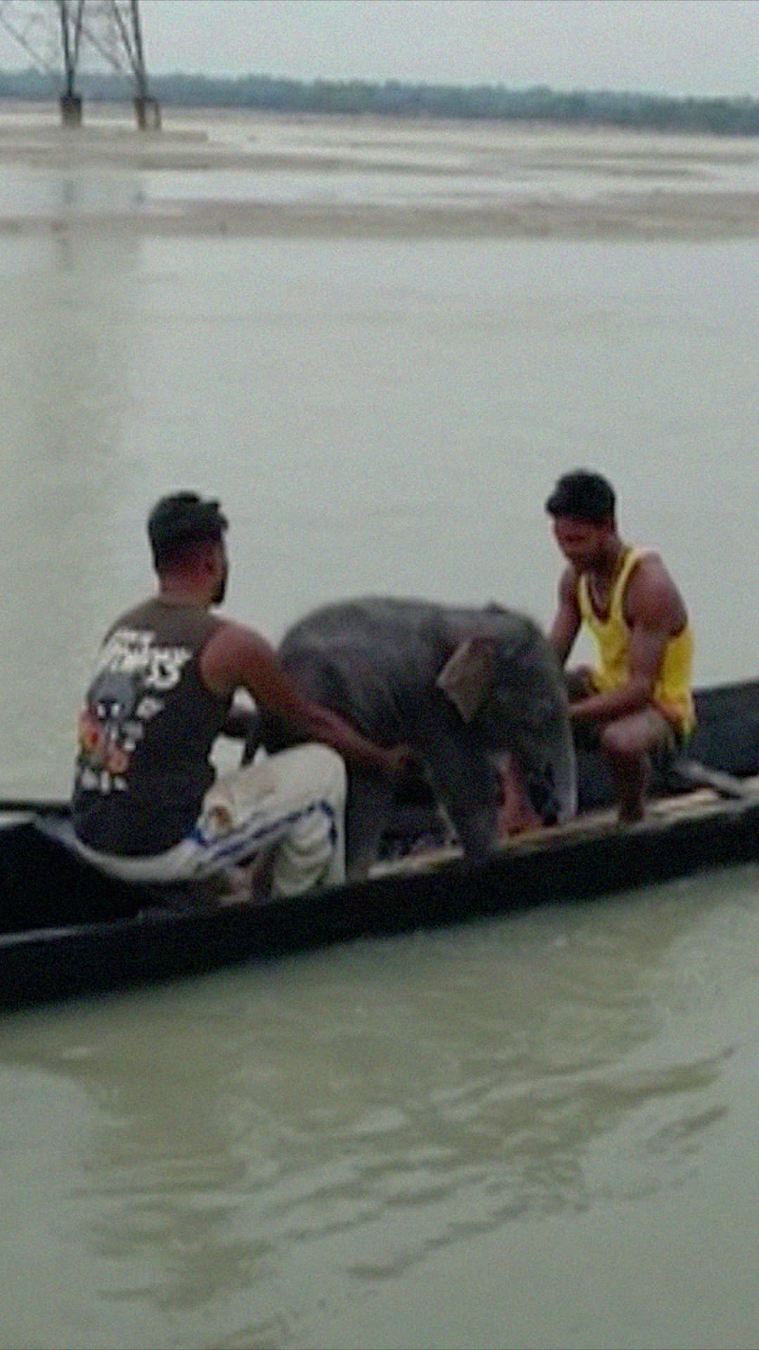 Pescadores rescatan a un pequeño elefante