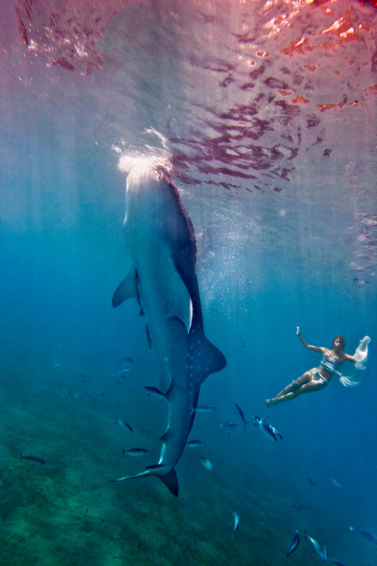 Es una colección bella e impresionante.