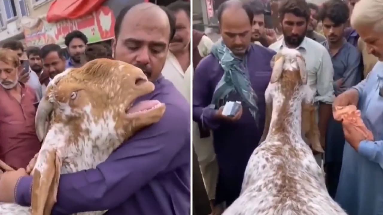 Cabra llora al despedirse de su dueño después de que la vendió: el video conmovió a Internet