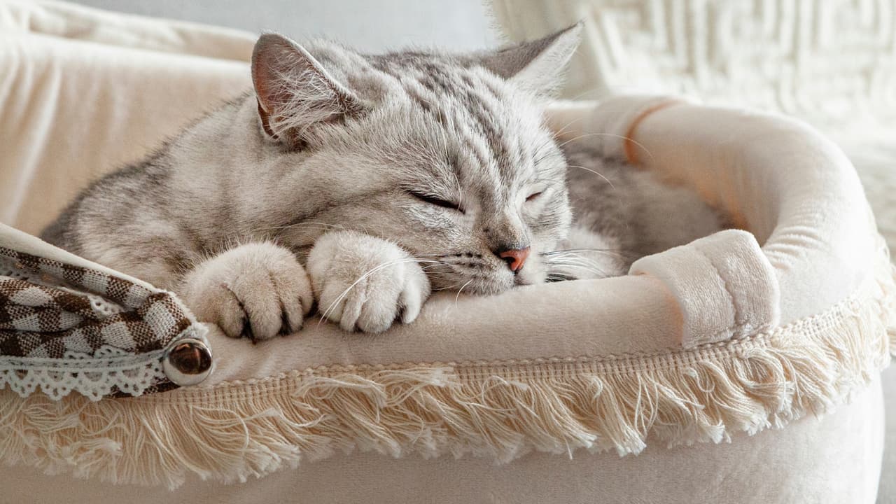Gato dormido en su cama