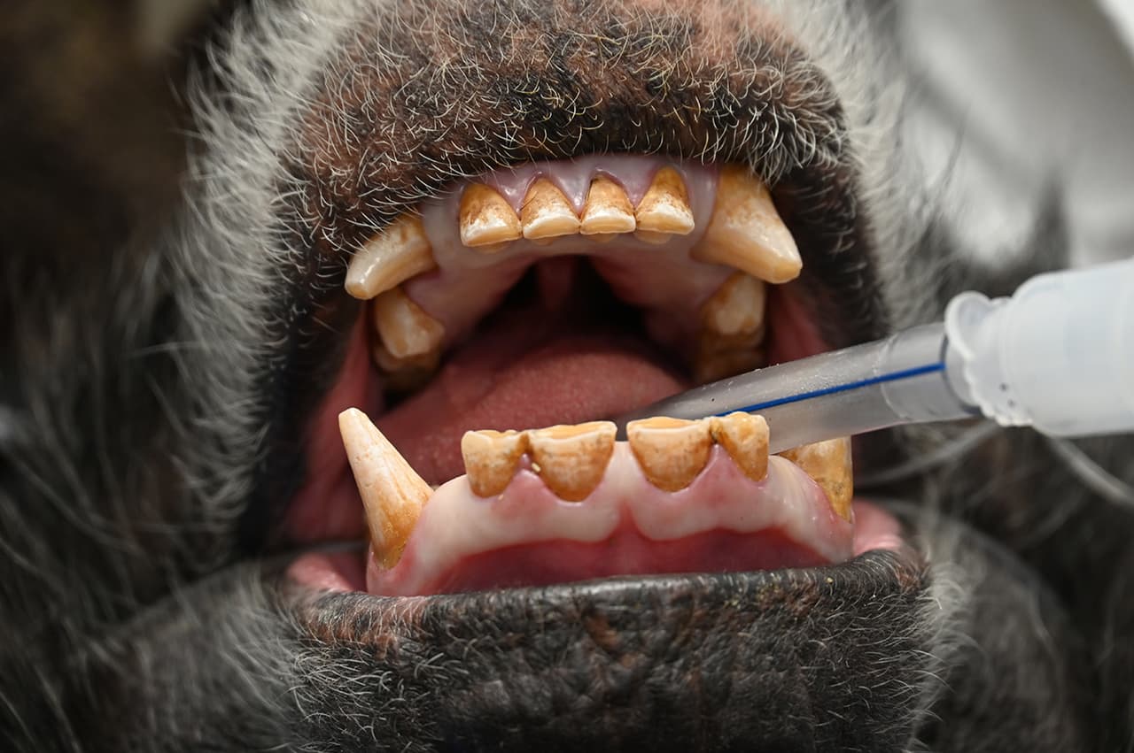 Así lucen los dientes de un chimpancé del Zoo de Miami.