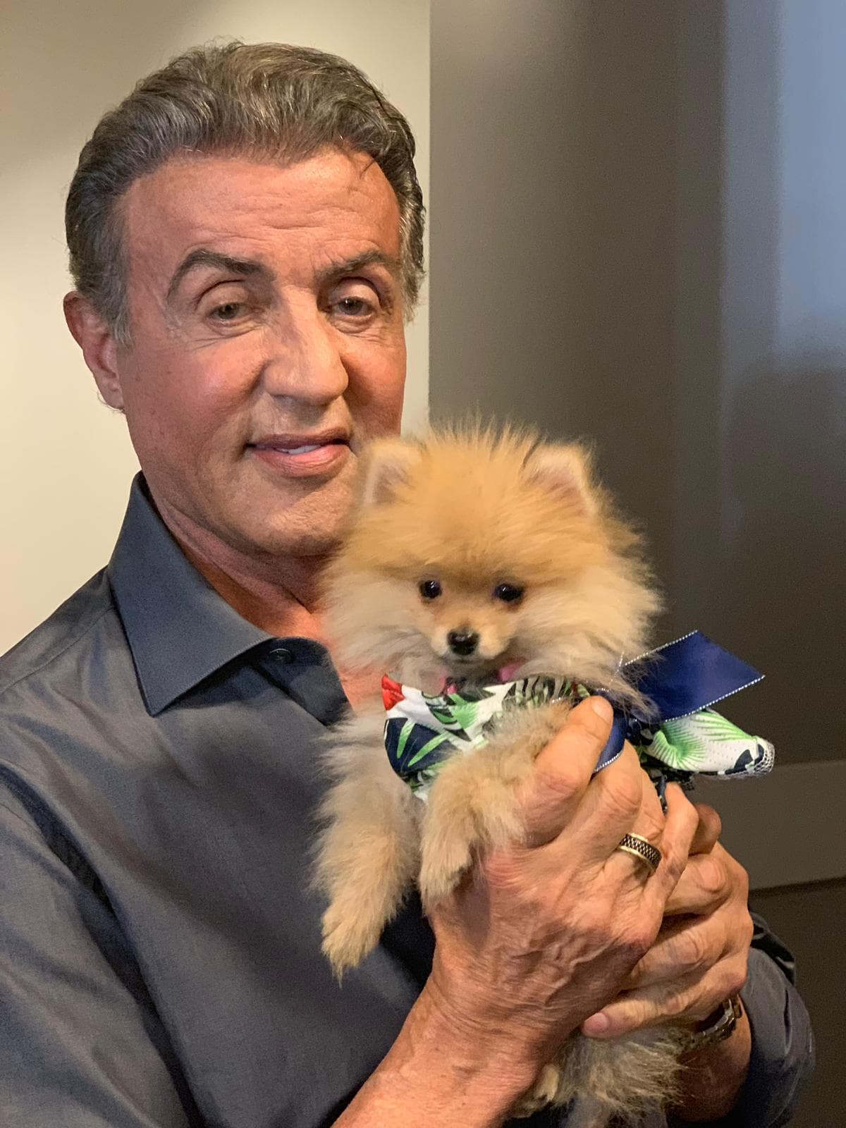 Su imponente presencia física es solo un atributo más de Sylvester Satallone, ya que esta mañana Bombom, la mascota de Despierta América le hizo sacar su lado más tierno.