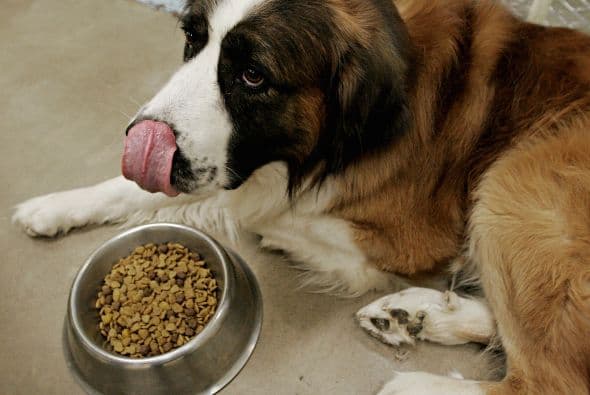 Pero es algo que no te tomará mucho tiempo porque ellos ya saben como comportarse, a diferencia de un cachorro.