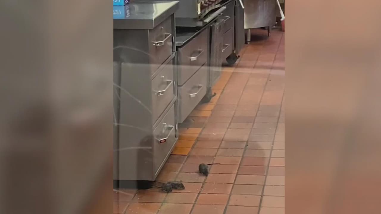 Estos son los riesgo si comes alimentos que estuvieron expuestos a roedores