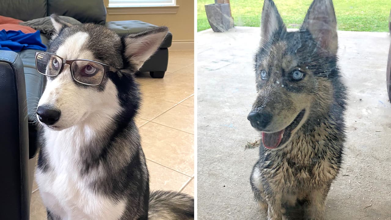 "Este es Chico, mi cachorro Husky de 5 meses. En la primera foto está mientras pide permiso para ir al patio y en la segunda cuando regresa pidiendo un baño": Liliana Cadavid.