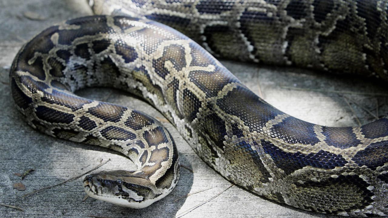 Si eres mordido por una serpiente debes hacer esto: lavar muy bien la herida, remover anillos, relojes o accesorios que aprieten, no aplicar hielo, ni automedicarse. En este video te decimos cómo reaccionar al recibir una mordedura de serpiente.