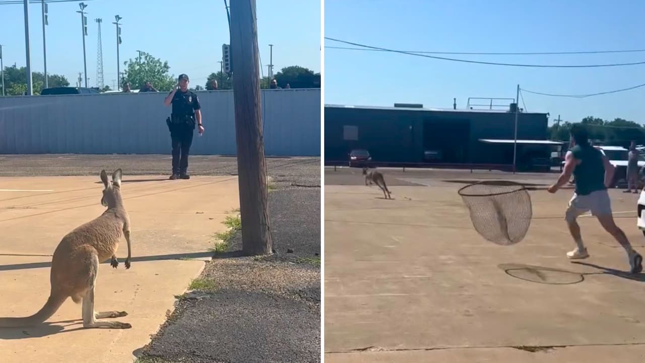 La mañana en Waco venía como cualquier otra hasta que alguien vio algo que no encajaba con el paisaje:
<b>un canguro suelto, saltando por la ciudad, lejos de Australia y demasiado cerca del tráfico de Texas.</b>
<br>El animal, identificado como
<b>Bingus, escapó el lunes 25 de mayo de Waco Wildlife Rescue</b> y terminó movilizando a oficiales de la Policía de Waco, que tuvieron que seguirlo hasta capturarlo y devolverlo a sus cuidadores.
<br>
<a href="https://www.whatsapp.com/channel/0029VafZxTzGpLHXXhtL0Y3A" target="_blank">Únete a nuestro canal de WhatsApp: Haz clic aquí para estar al tanto de las últimas noticias e historias de tu comunidad</a>
