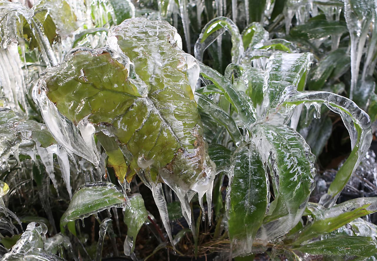 "Los puntos hacia el este todavía están recibiendo una lluvia helada constante, aguanieve y nieve", informó 
<i><a href="https://weather.com/storms/winter/news/2018-01-03-winter-storm-grayson-southeast-ice-snow-forecast">The Weather Channel .</a></i>