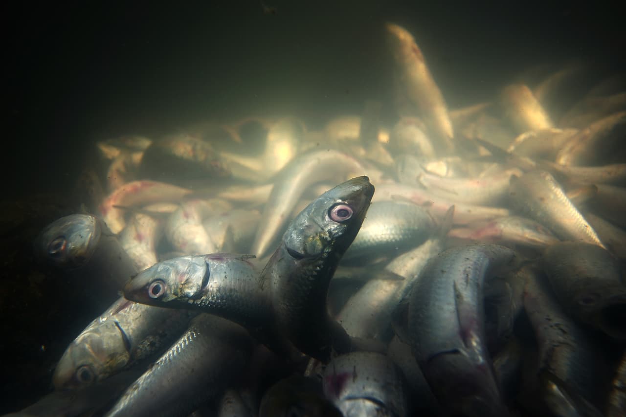 El volumen de aguas completamente agotadas de oxígeno se ha cuadruplicado en las últimas décadas, según el informe.