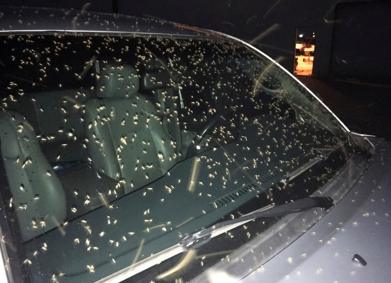 "Salté del auto e hice todo tipo de bailes locos para alejarlos, la gente se reía de mí en la calle”, dijo Boudreaux a la televisora local WWL-TV. “Cuando mi nieta se despertó para ir a trabajar no pudo salir, todo el lugar estaba cubierto de estos insectos” dijo la residente Silvina Henry a la misma estación. “Mi nieta solo gritó”, agregó. "No pican, no transmiten enfermedades, no hacen nada más que ser molestos", concluyó DeLisi.